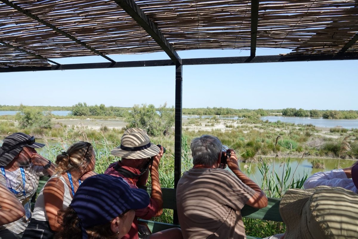 Visite de la Réserve Naturelle des Marais du Vigueirat © Anaëlle FRANCIA