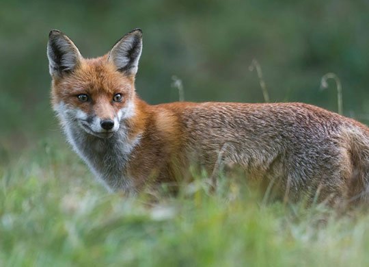 Renard roux © Martin STEENHAUT