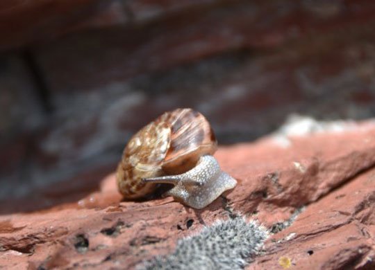 Marbrée des Pélites (Macularia saintivesi) – Crédit photo : Stéphanie Larbouret / Réserve naturelle régionale des Gorges de Daluis