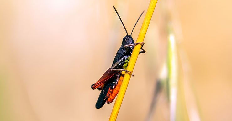 Criquet noir ébène (Omocestus rufipes) © André Simon