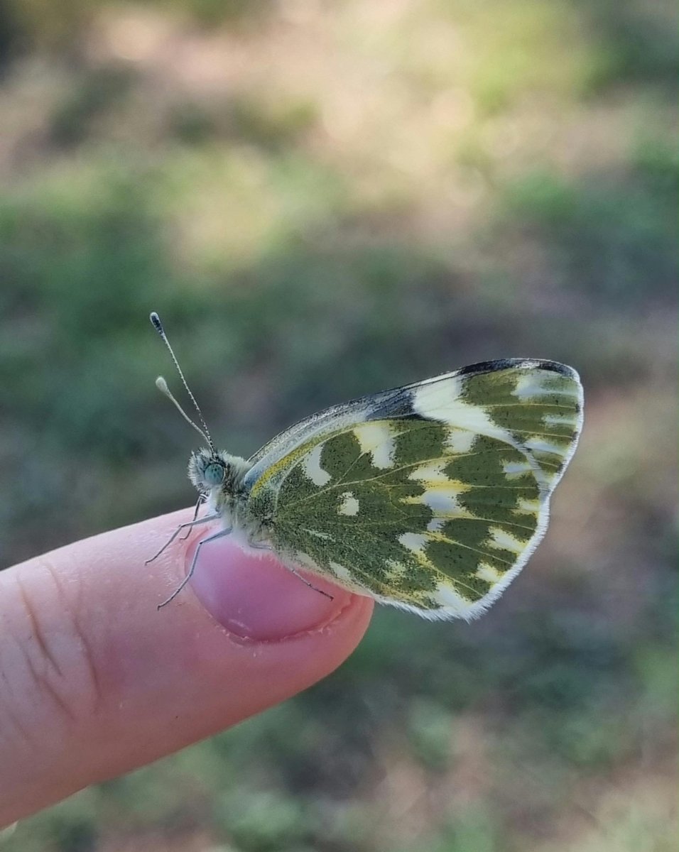 Marbré de vert © Maxence Gros