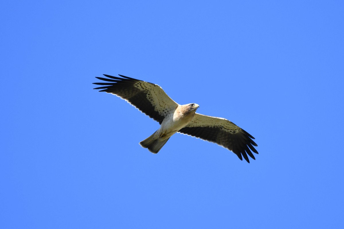 Aigle botté © Gregory Delaunay