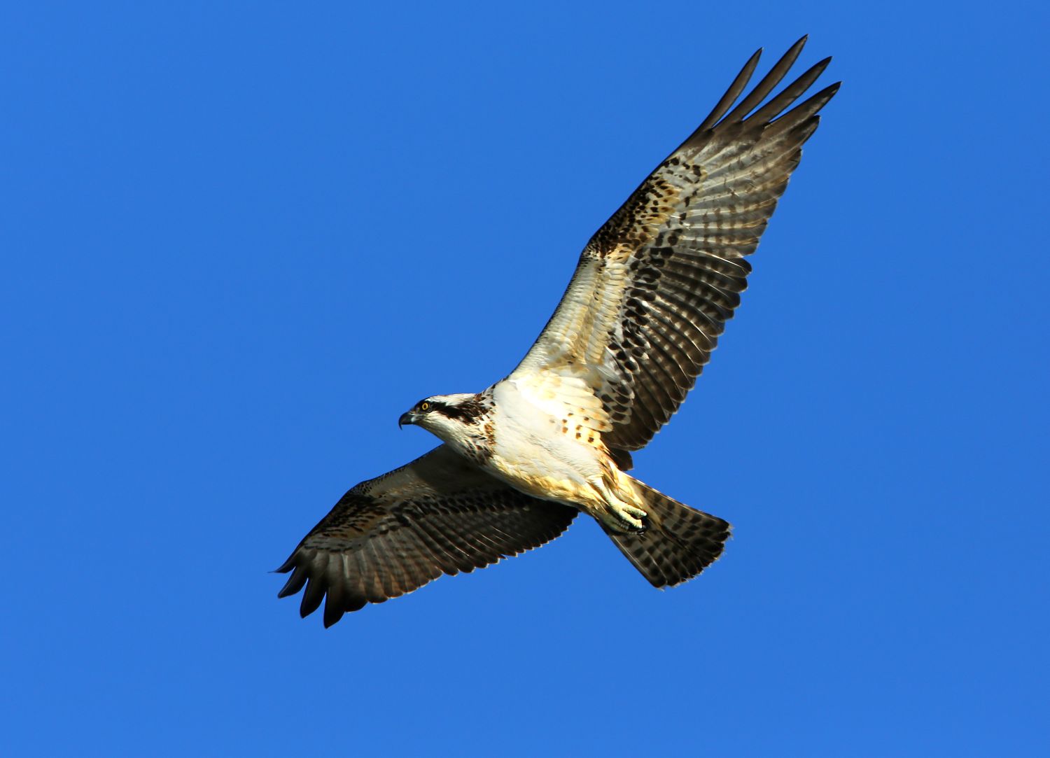 Balbuzard pêcheur © Aurélien Audevard