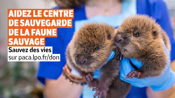 Appel aux dons : sauvez des vies, aidez le Centre de sauvegarde de la faune sauvage de Provence-Alpes-Côte d'Azur © Anaïs THOMAS
