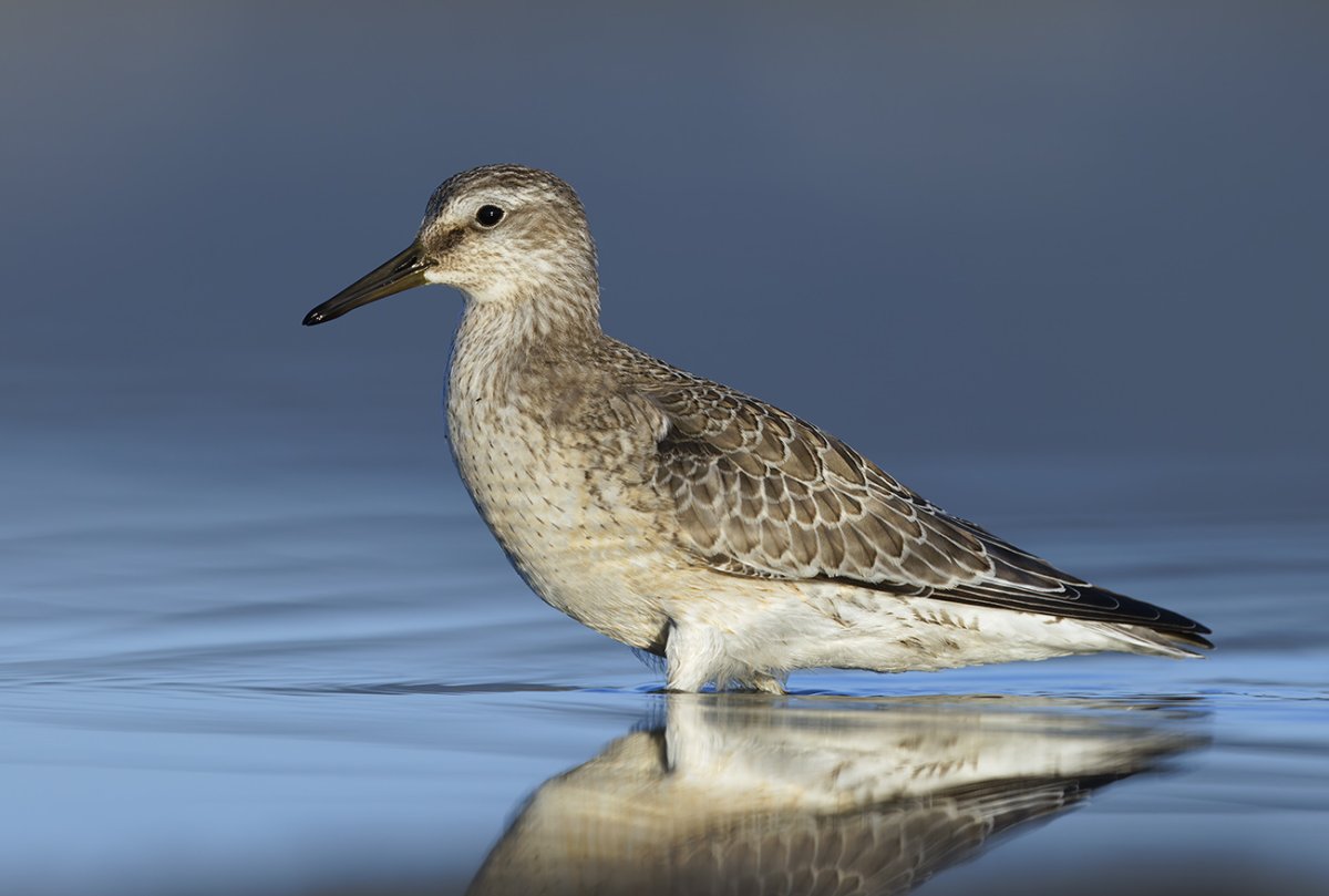 Bécasseau maubèche © Aurélien Audevard