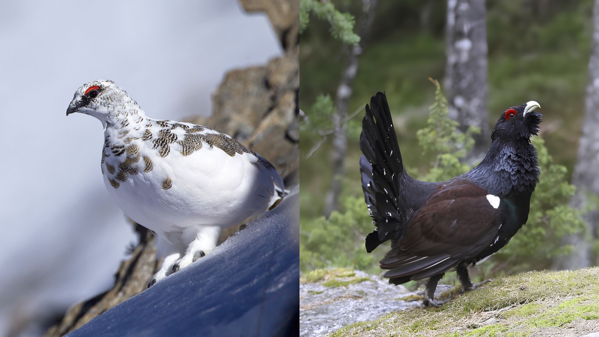 Lagopède alpin et Grand Tétras © Robert Balestra / Emile Barbelette