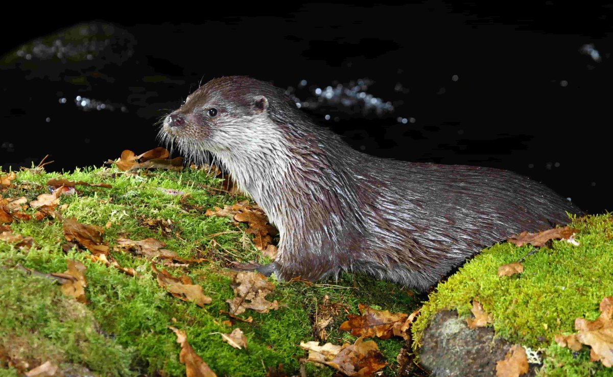 Loutre d'Europe © Aurélien Audevard