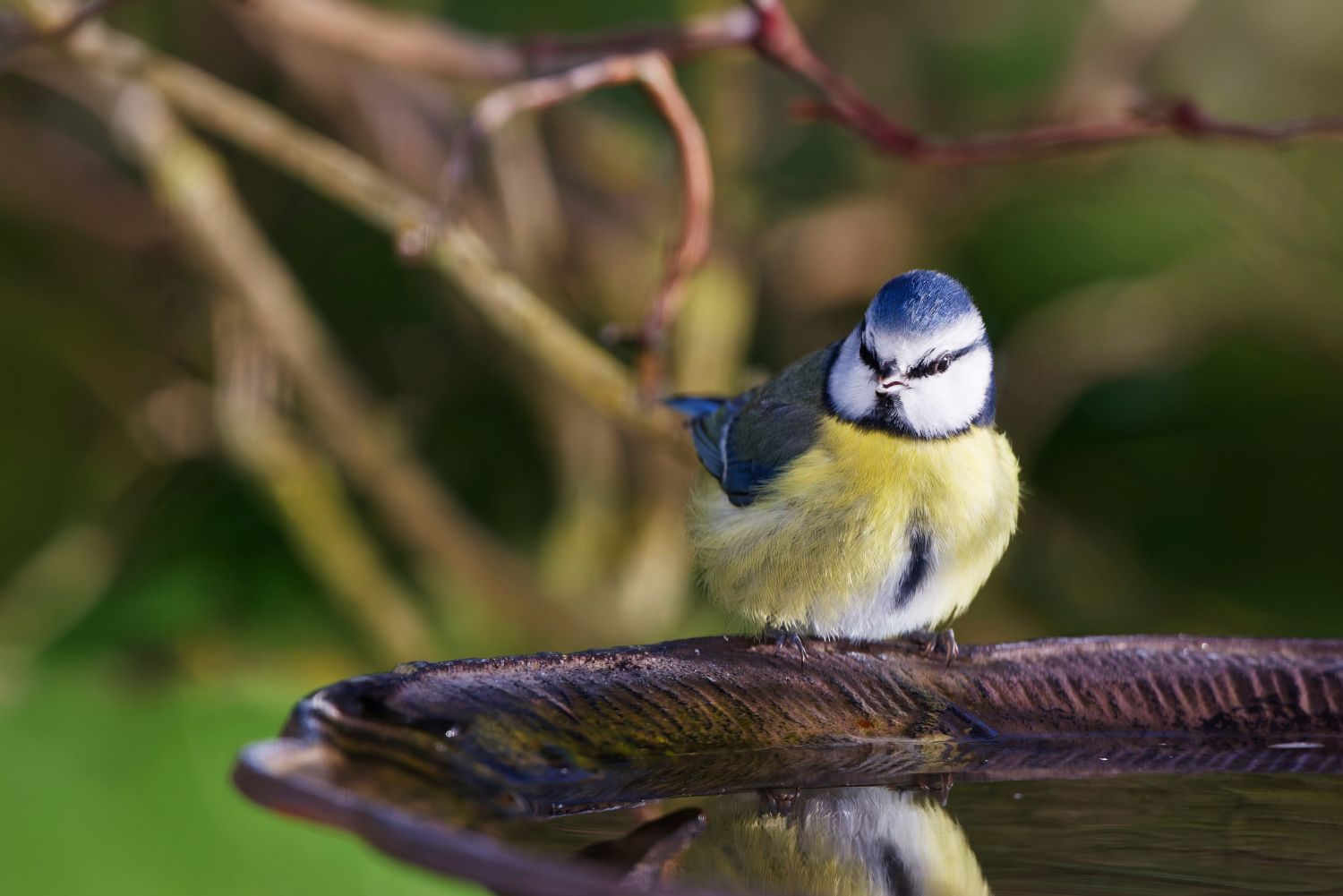 Mésange bleue et coupelle d'eau - franck luce - pexels-com