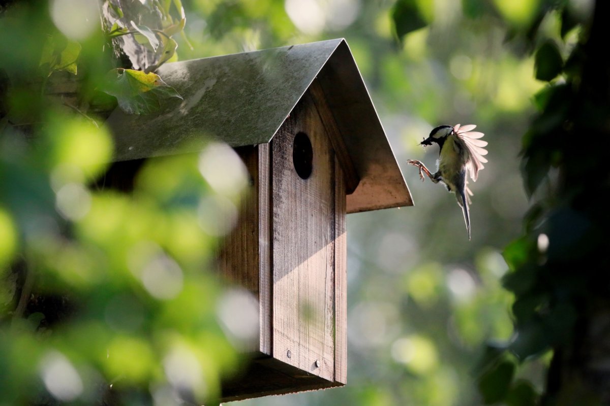 Nichoir pour mésange © André SIMON