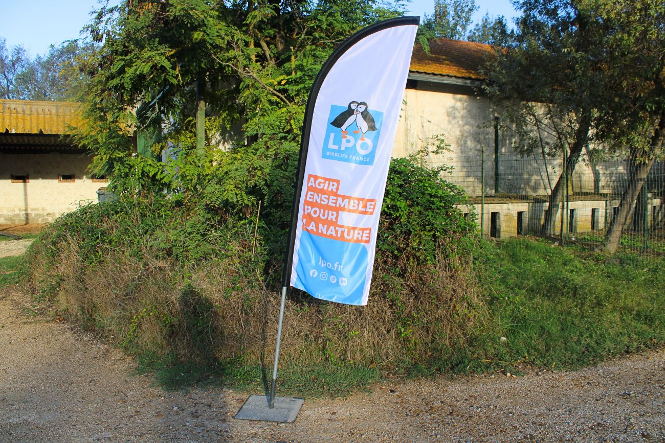 Oriflamme LPO à la Réserve Naturelle Nationale des Marais du Vigueirat © LPO PACA - Marie BOETTI