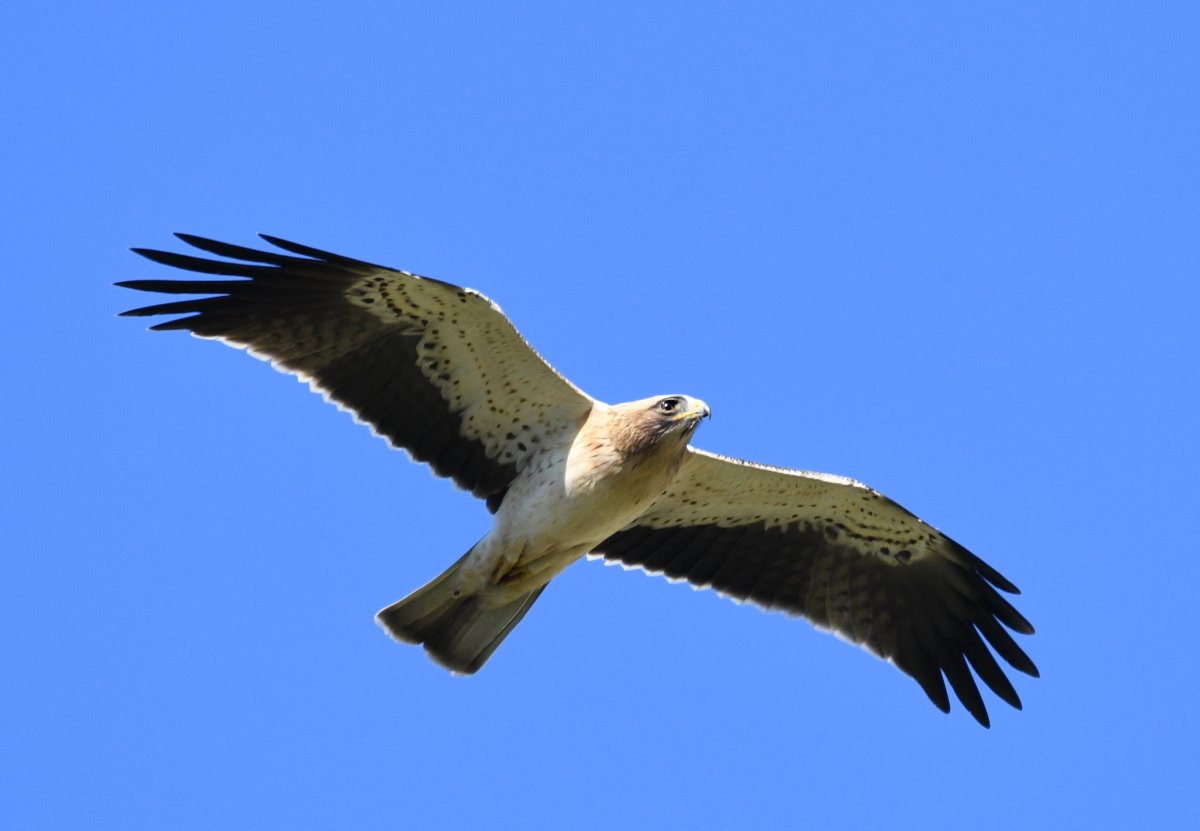 Aigle botté © Gregory DELAUNAY