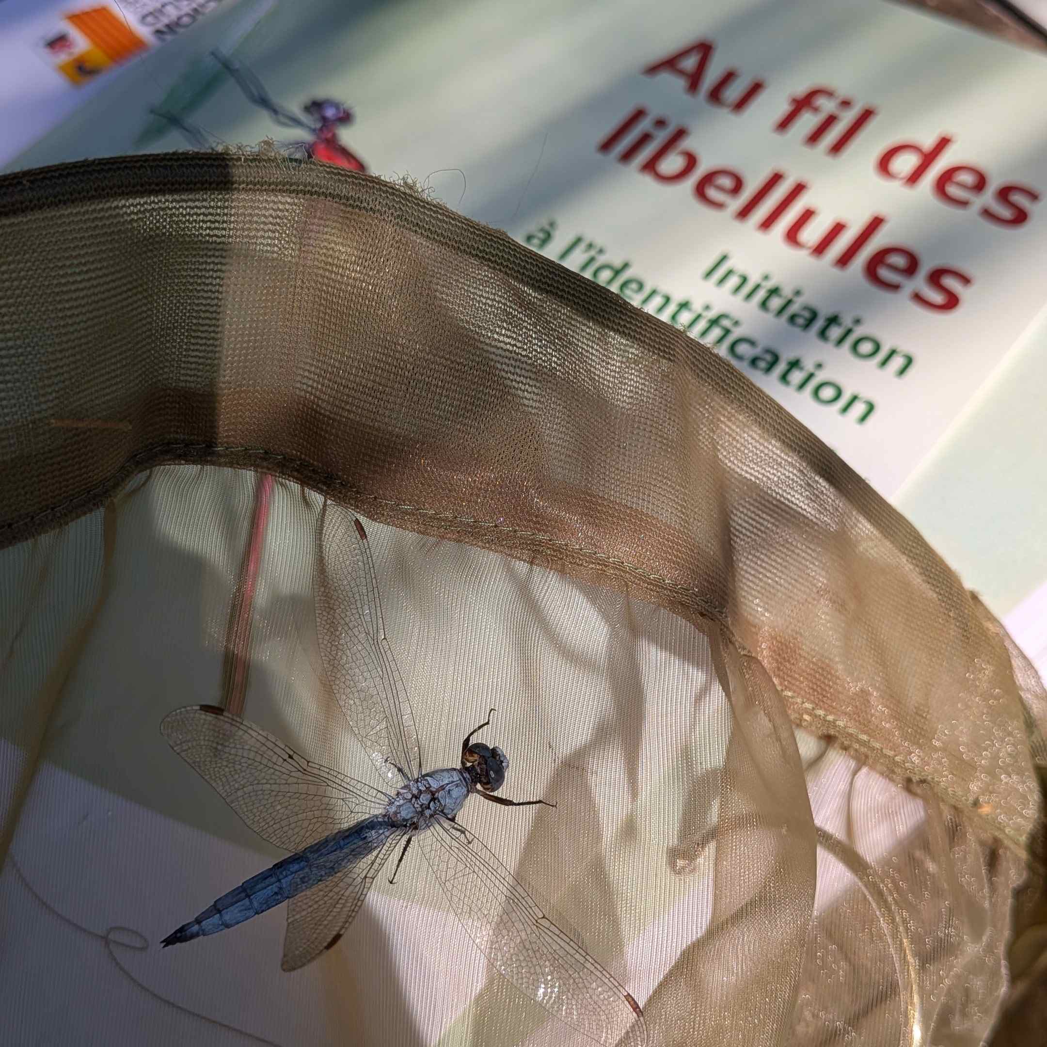 Au fil des libellules © Line CONFORTI