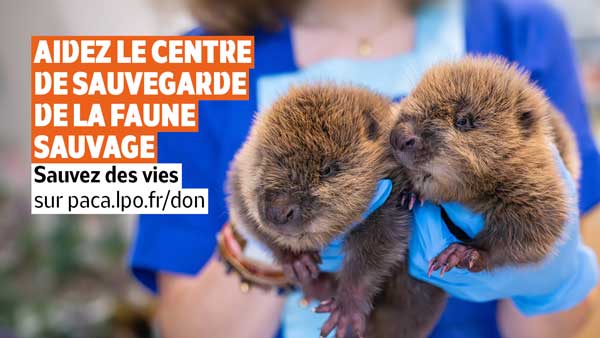 Sauvez des vies : aidez le Centre de sauvegarde de la faune sauvage - Castors d'Eurasie © Anaïs THOMAS