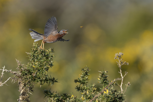 Fauvette pitchou © William DUVERNOY