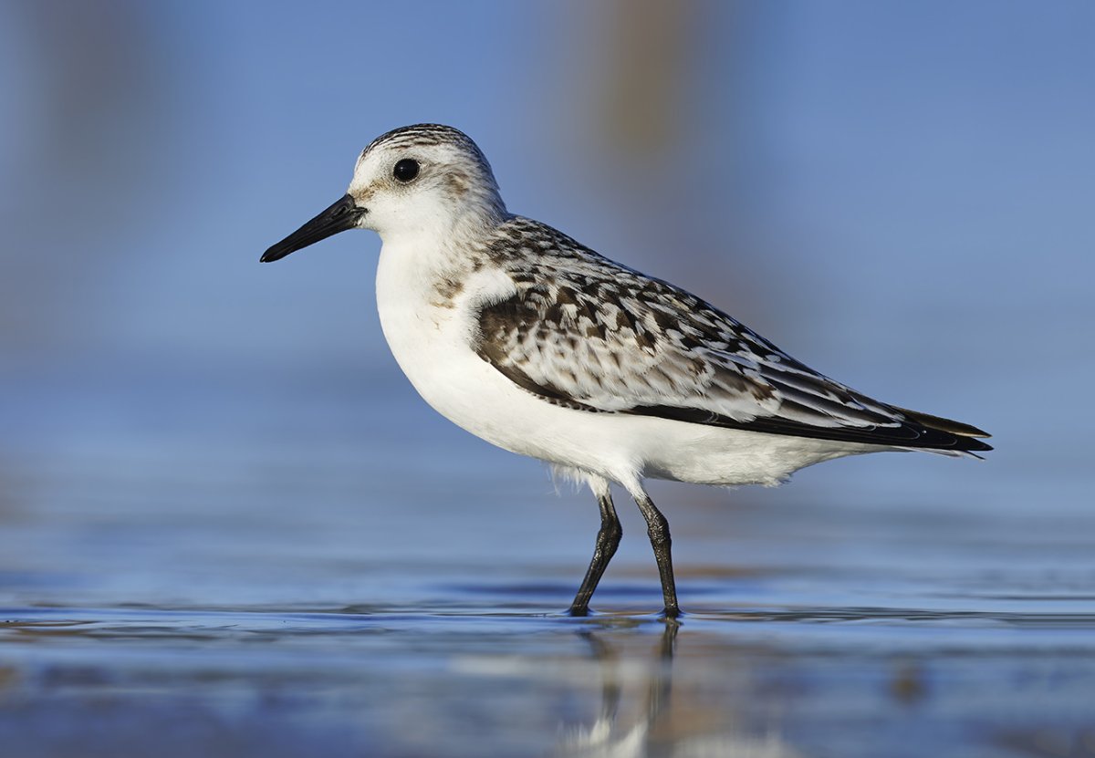 Bécasseau sanderling © Aurélien Audevard