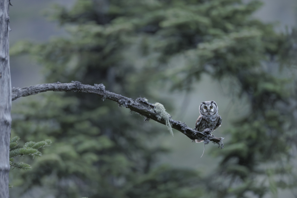 Nyctale de Tengmalm © Benjamin PAYET
