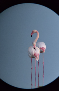 Flamant rose © Antoine JOSSE