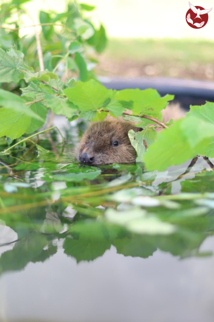 Jeune castor dans son bassin au Centre de soins l'Hirondelle © L'Hirondelle