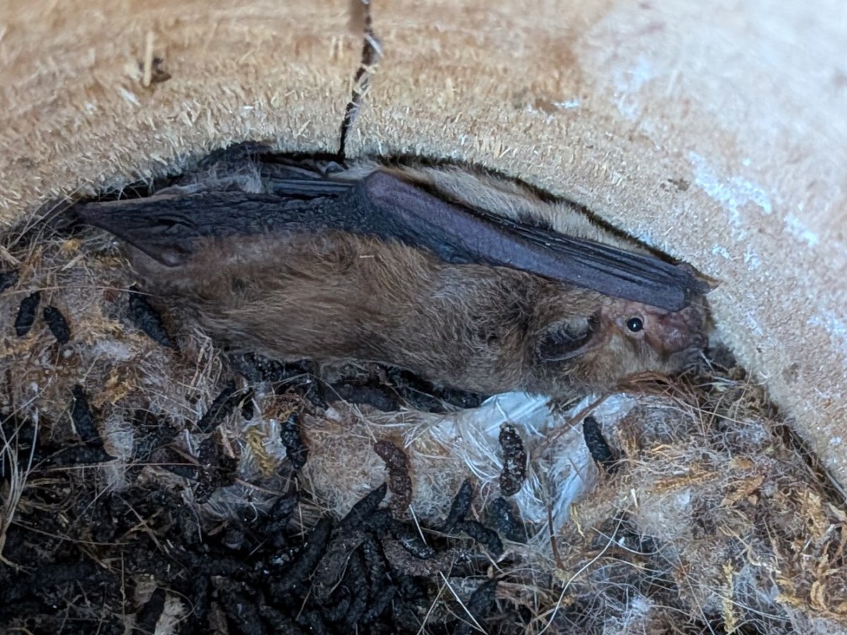 Chauve-souris dans un nichoir à la Font des Horts © Line CONFORTI Chauve-souris dans un nichoir à la Font des Horts © Line CONFORTI