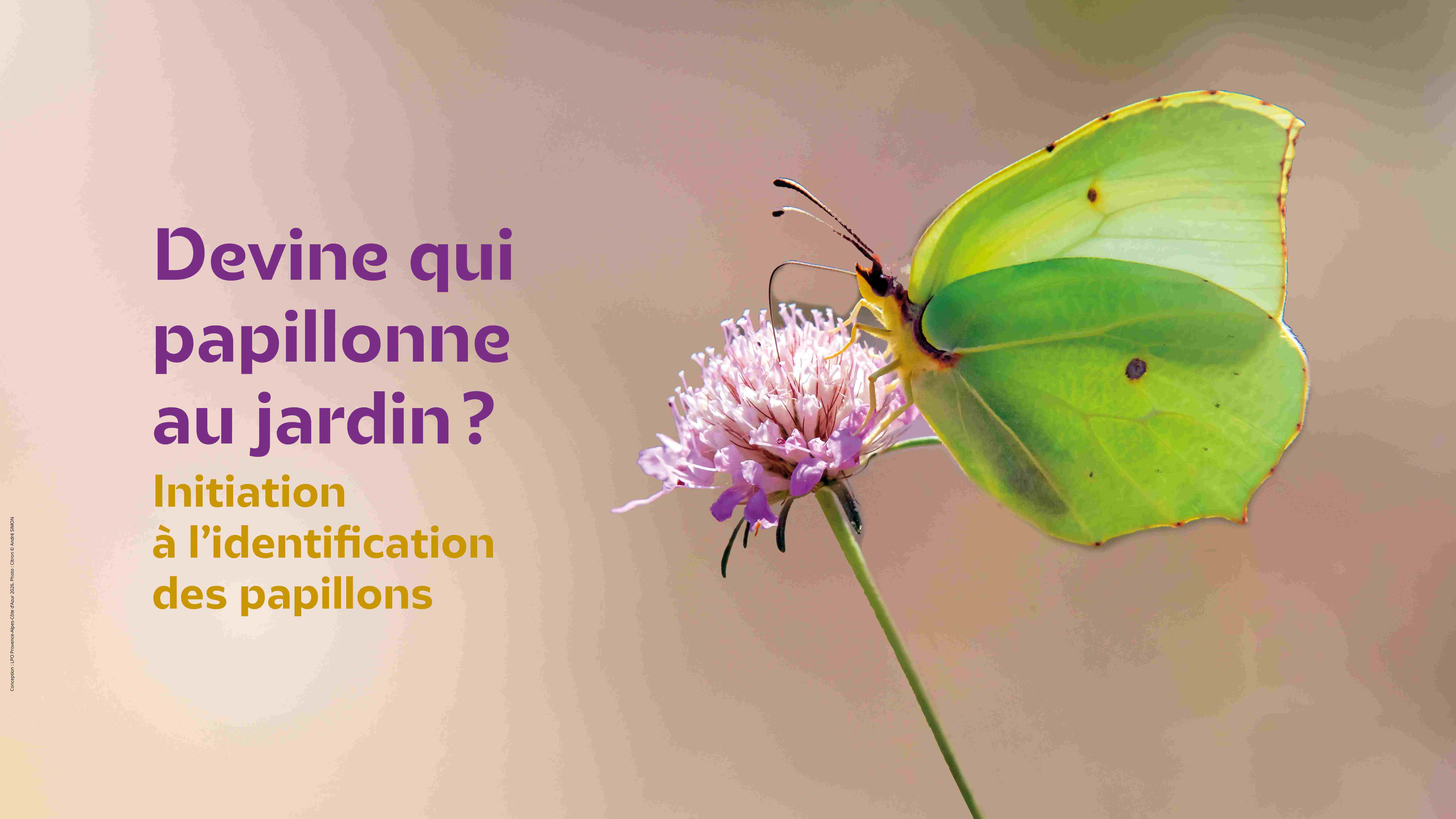 Devine qui papillonne