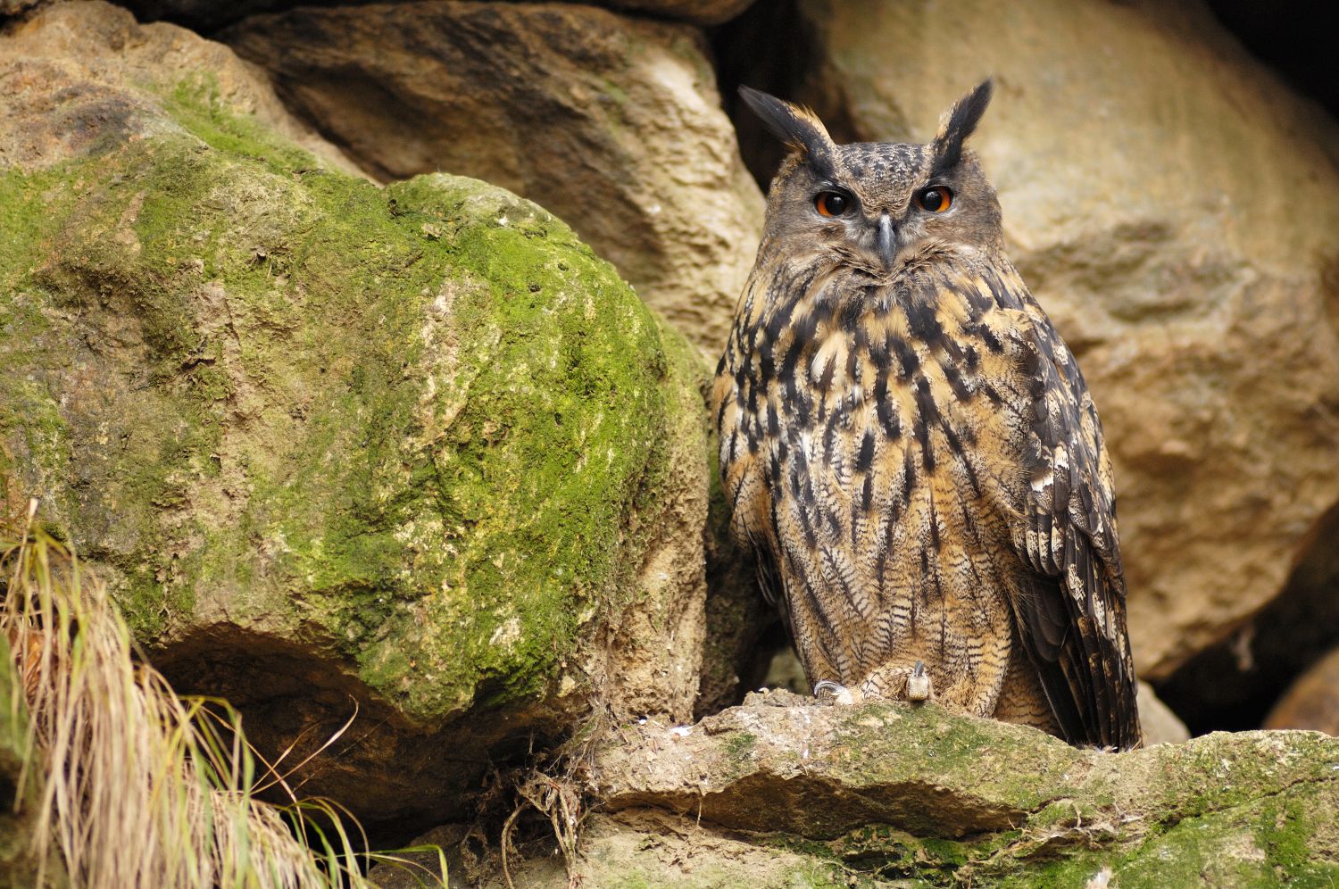 Grand Duc d'Europe © Hervé MOSCHELER