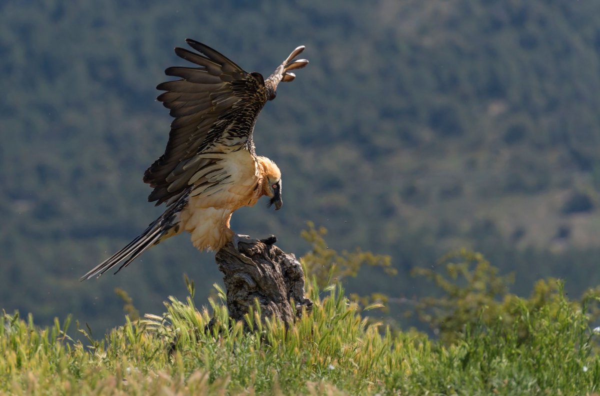 Gypaète barbu © Martin STEENHAUT