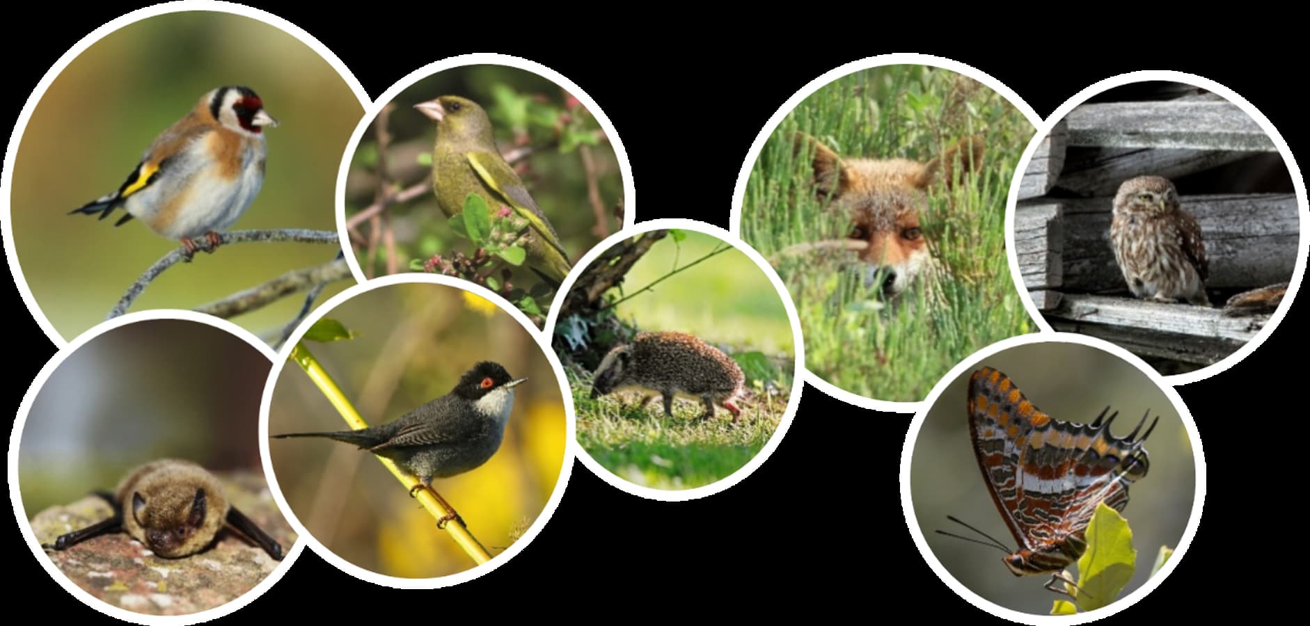 Chardonneret élégant © Aurélien Audevard - Verdier d’Europe © Aurélien Audevard - Hérisson d’Europe © André Simon - Renard roux © Aurélien Audevard - Chevêche d’Athéna © Grégory Delaunay - Pipistrelle commune © Jean-Michel Bompard - Fauvette mélanocéphale © Aurélien Audevard - Pacha à deux queues © André Simon