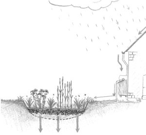 Jardin de pluie avec sa végétation (typhas, iris des marais, salicaires) et son système de dérivation © LPO - Nicolas MACAIRE
