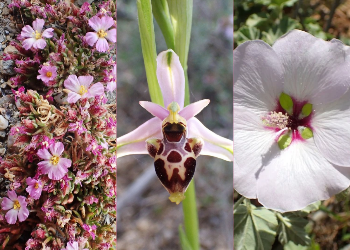 Frankenia hirsuta / Ophrys scolopax / Malva subovata © SSNaTV