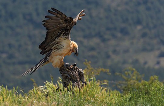 Gypaète barbu © Martin STEENHAUT