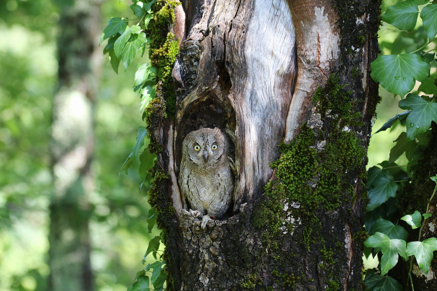Petit-duc scops © Norbert CHARDON