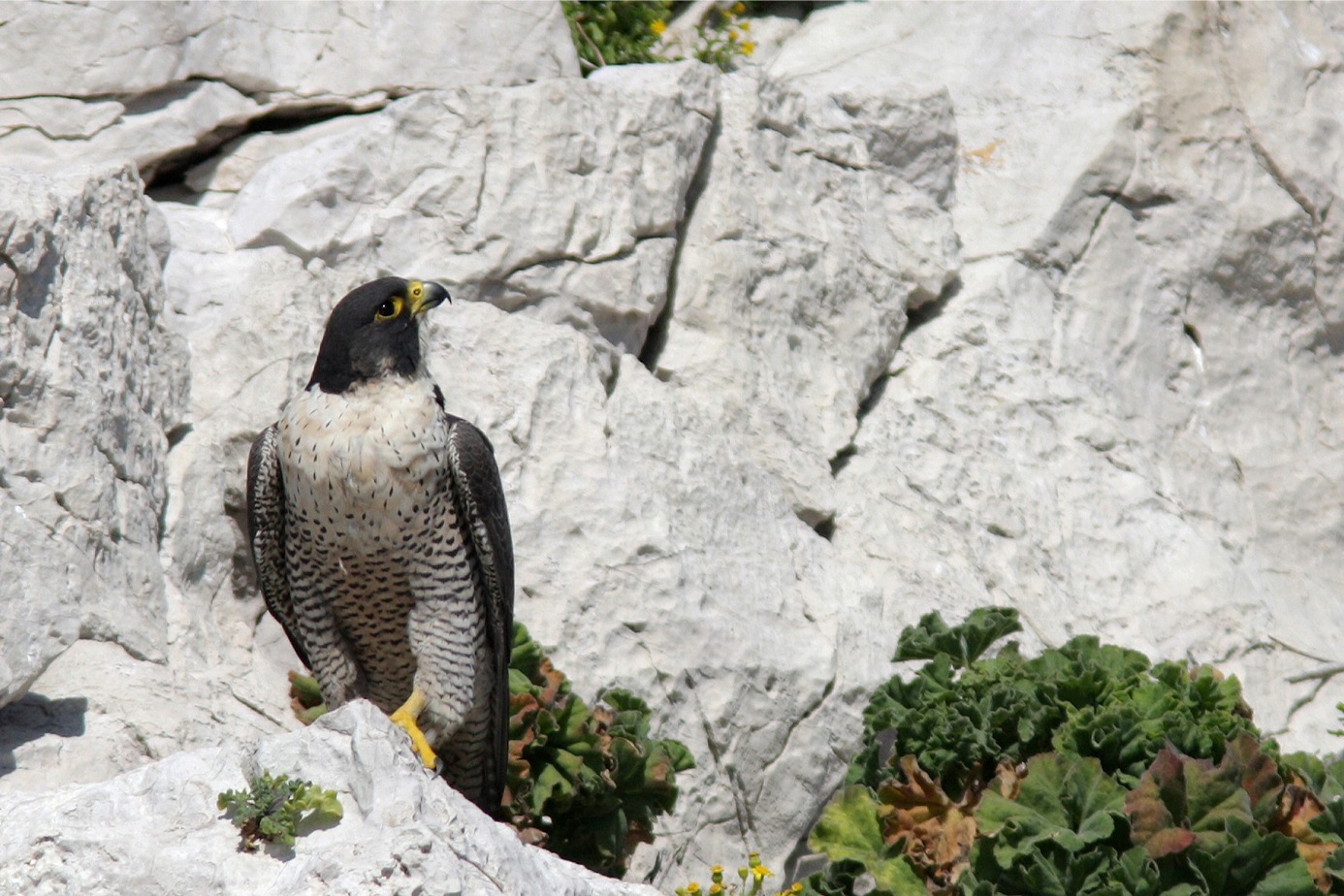 Faucon pèlerin observé sur les îles de Marseille © Parc national des Calanques
