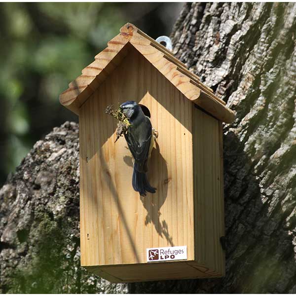 Mésange bleue au nid - Pierrick GIRAUDET