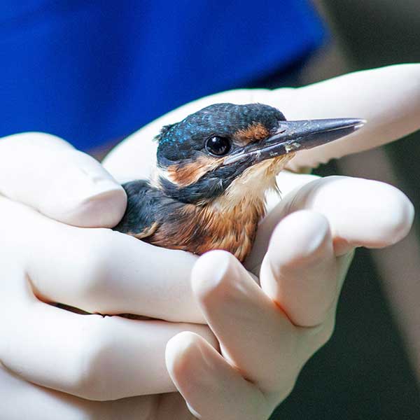 Relâcher d'un Martin pêcheur - Manon JEANTY