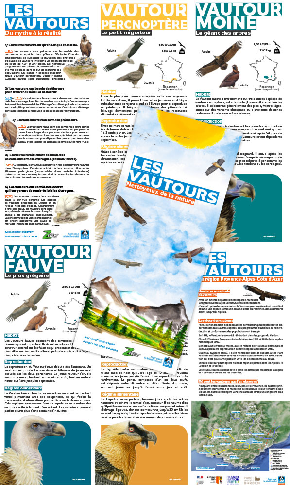 Les vautours, nettoyeurs de la nature