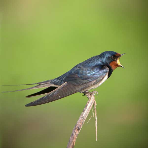 Hirondelle rustique - Aurélien Audevard