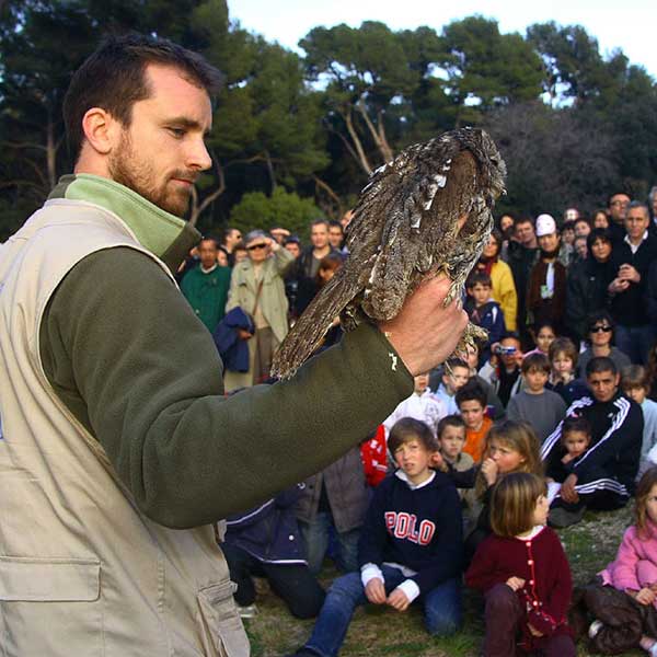 Relâcher d'une Chouette hulotte - Laurent ZETLER