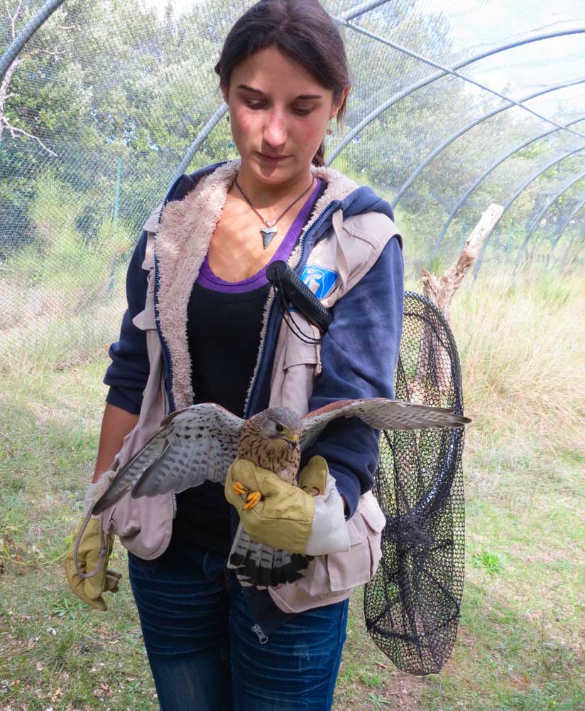Aurélie Amiault, ambassadrice de la faune sauvage en détresse