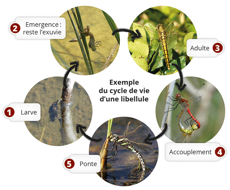 Cycle De Vie De La Libellule 6ème