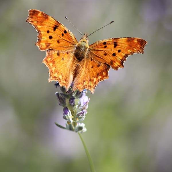 Vanesse des pariétaires © Patrick KERN