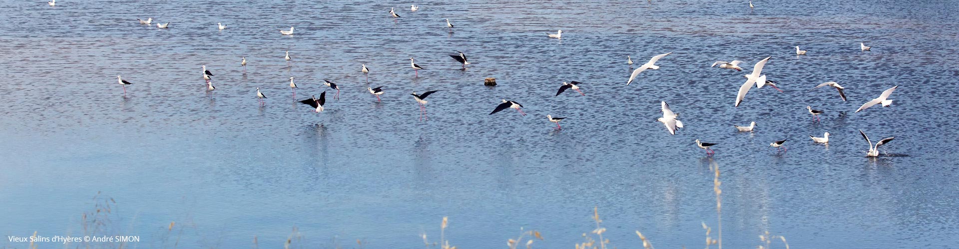 Vieux Salins d'Hyères - André SIMON