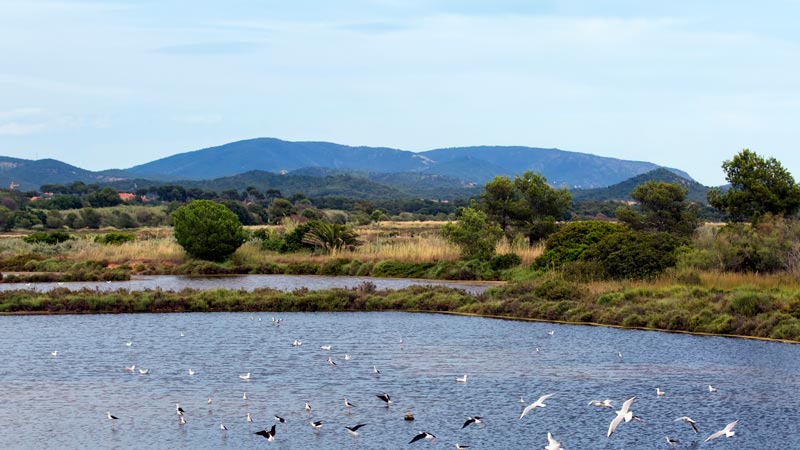Vieux Salins d'Hyères - André SIMON
