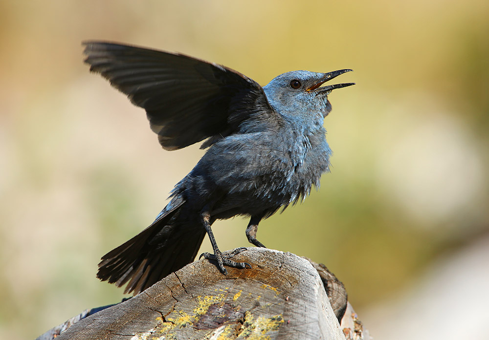 Monticole bleu - Aurélien Audevard