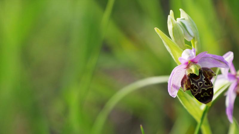 Ophrys abeille © Stéphanie Larbouret