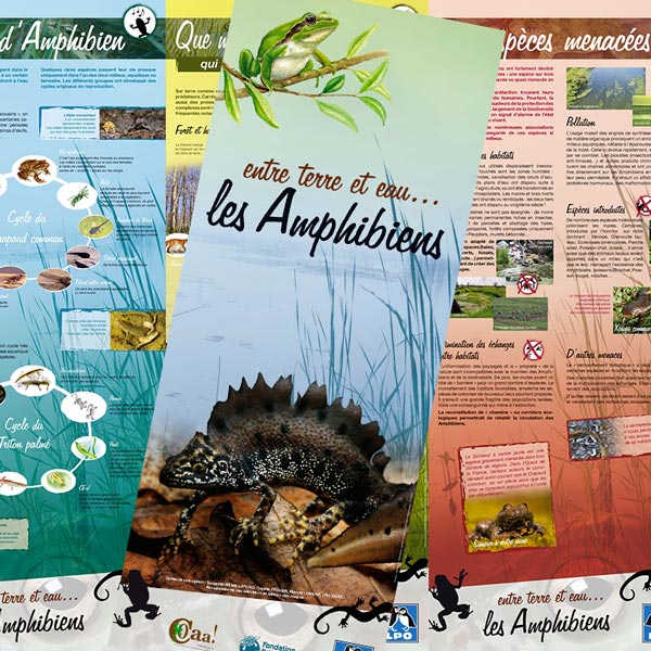 Exposition : Entre terre et eau, les Amphibiens