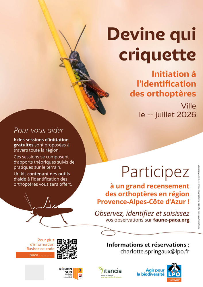 Devine qui criquette - Criquet noir-ébène © André SIMON