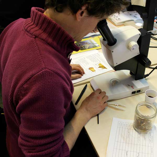 Détermination des exuvies © Marion Fouchard