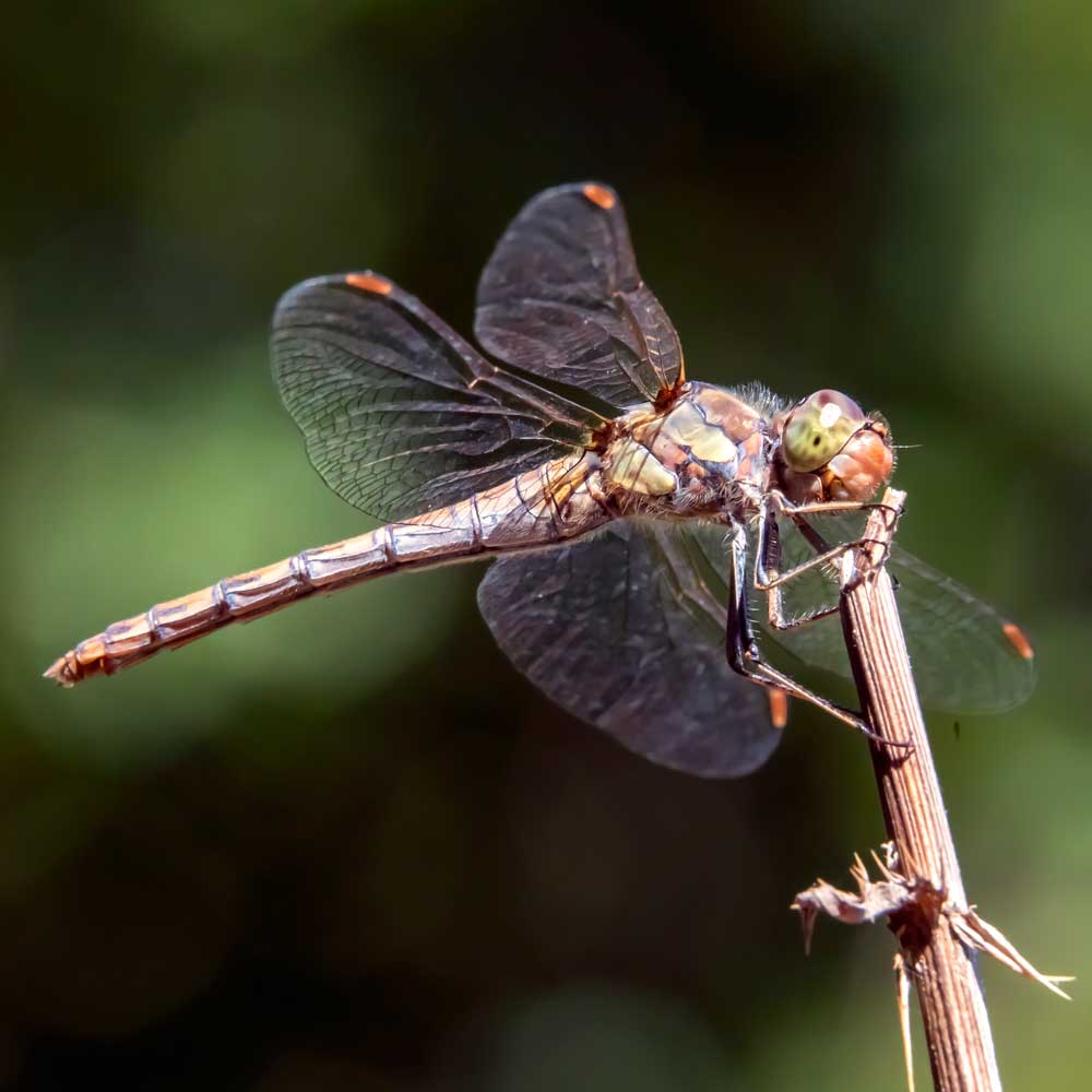 Sympétrum fascié - André SIMON