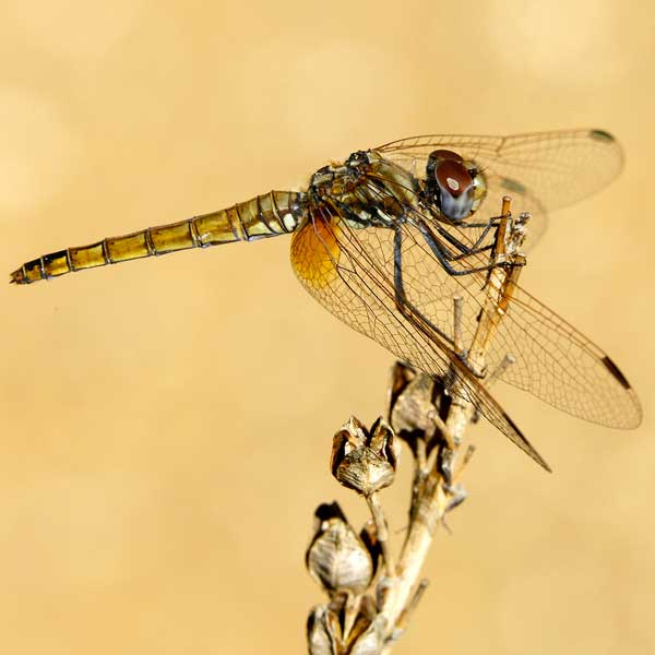 Trithémis annelé © André Simon