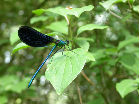 Calopteryx Virgo